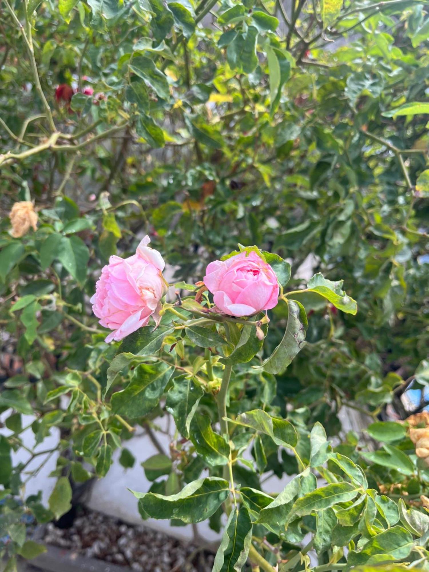 Casa Delle Rose Apartment อีสเกีย ภายนอก รูปภาพ